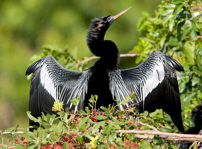 Anhinga -男性，正在做它的春天仪式